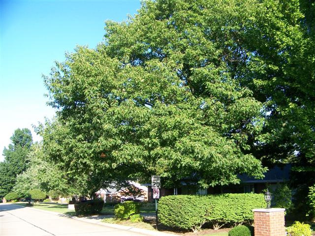 Picture of Quercus%20rubra%20%20Red%20Oak