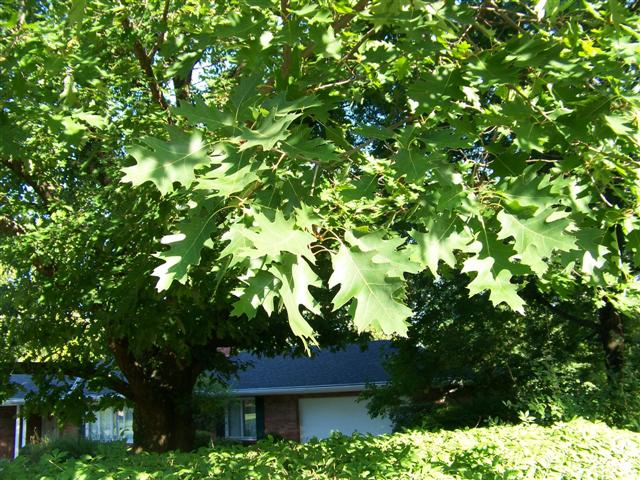 Picture of Quercus%20rubra%20%20Red%20Oak