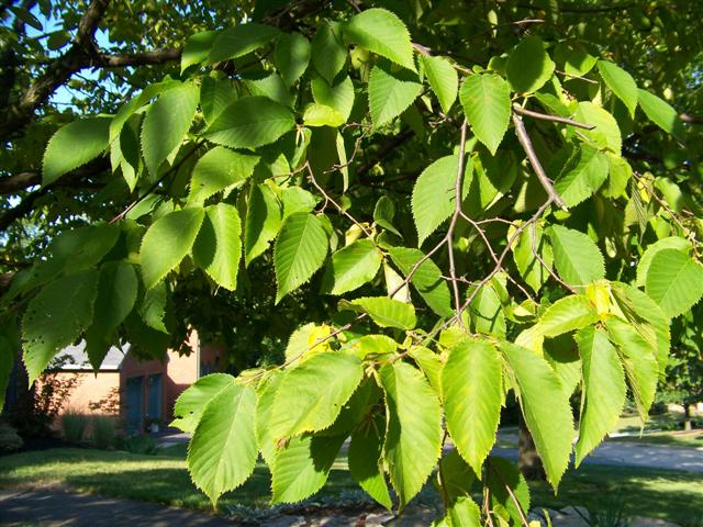 Picture of Ostrya virginiana  American Hophornbeam