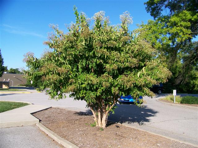 Picture of Heptacodium miconioides  Seven-son Flower