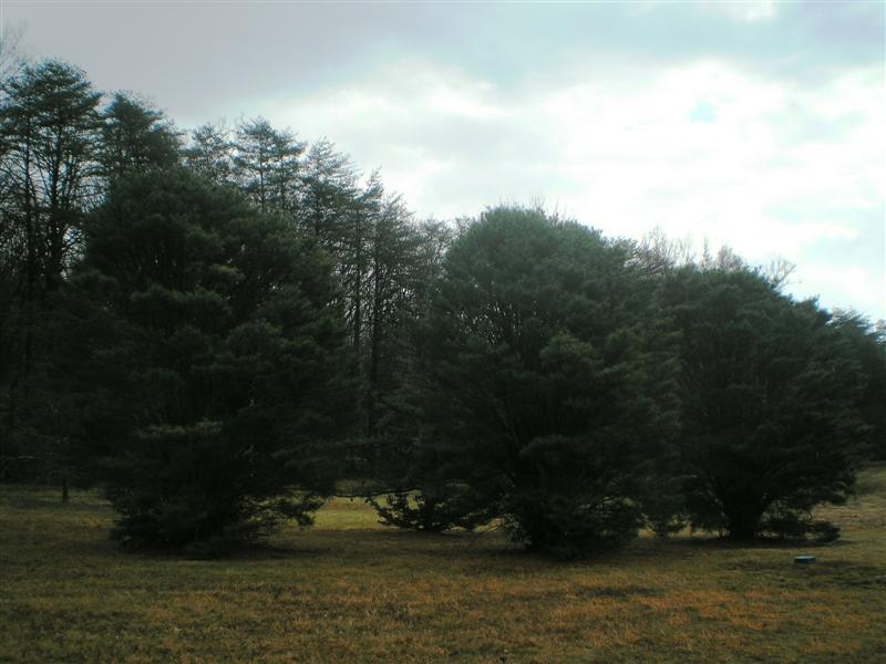 Picture of Pinus densiflora Umbraculifera Tanyosho Pine