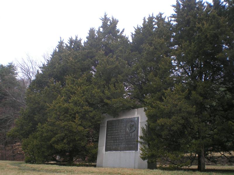 Picture of Juniperus virginiana 'Canaertii' Canaertii Juniper