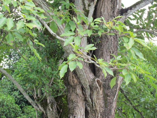 Tabebuia rosea 2RobleClose.JPG