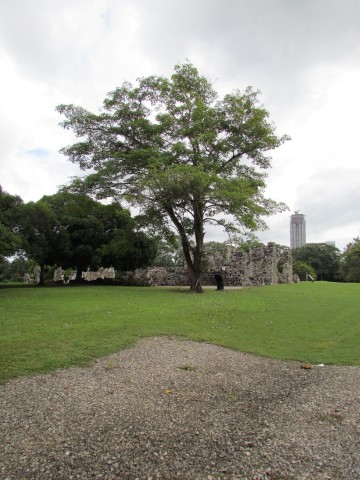 Tabebuia rosea 2RobleFull2.JPG