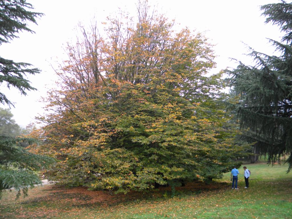 Picture of Parrotia persica  Persian Parrotia