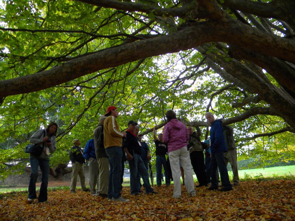 Picture of Parrotia persica  Persian Parrotia