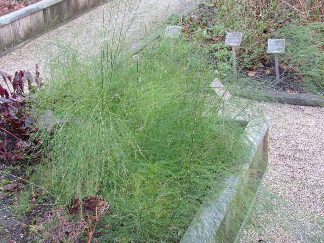 asparagus officinalis AMSAsparagusOfficinalisPlant1.JPG