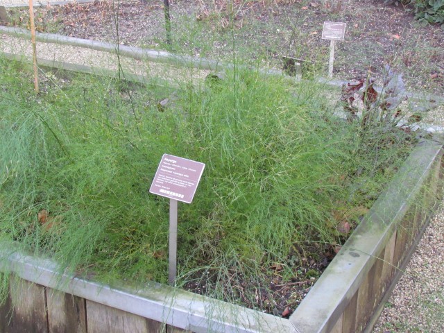 asparagus officinalis AMSAsparagusOfficinalisPlant2.JPG