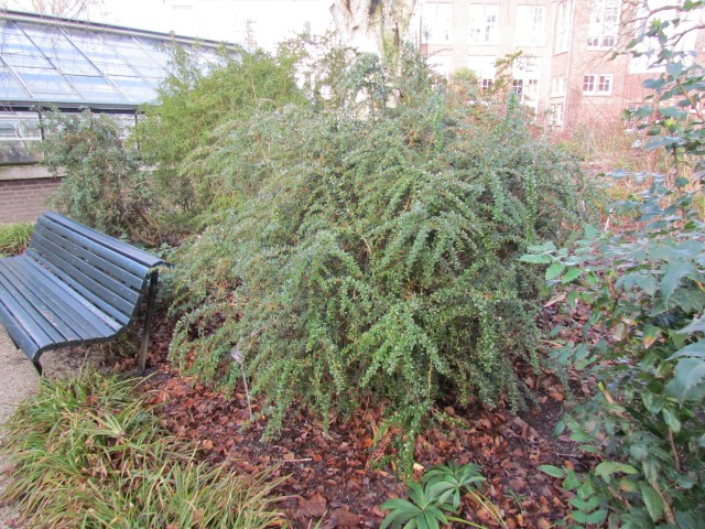 Berberis calliantha AMSBerberiscallianthaMulligan2.JPG