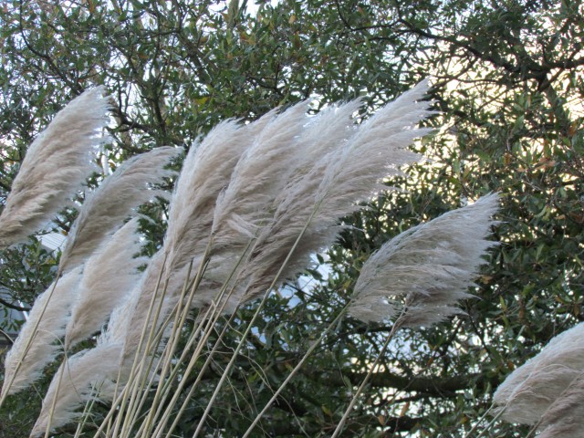 Cortaderia selloana AMSCortoderiaSalloanaFlowerhead.JPG