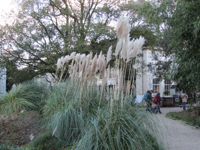 Cortaderia selloana AMSCortoderiaSelloanaPlant.JPG