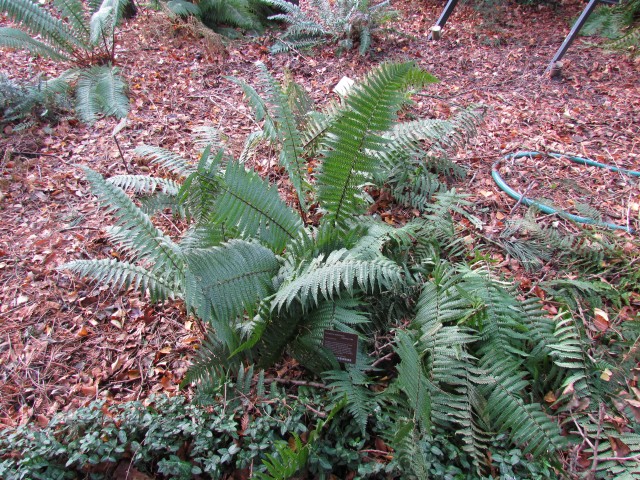 Dryopteris wallichiana AMSDryopterisWallichiana1.JPG