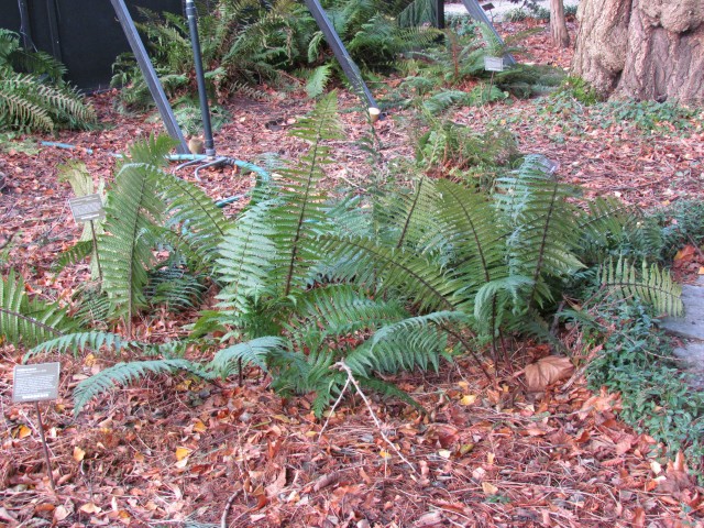 Dryopteris wallichiana AMSDryopterisWallichiana2.JPG