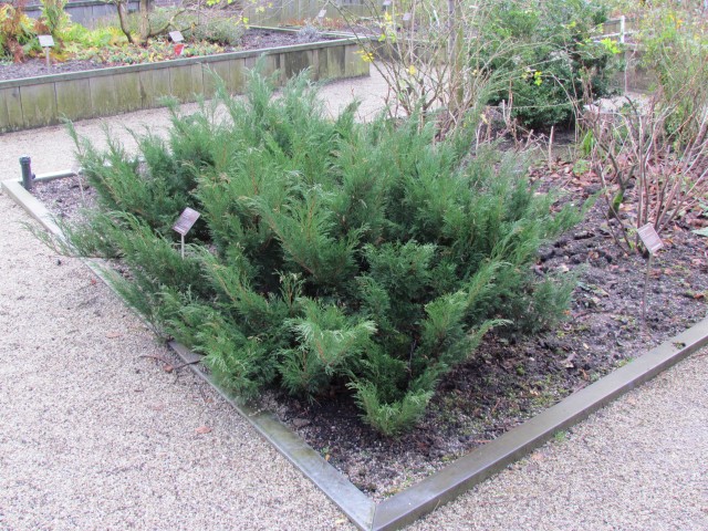 Juniperus sabina AMSJuniperusSabina.JPG