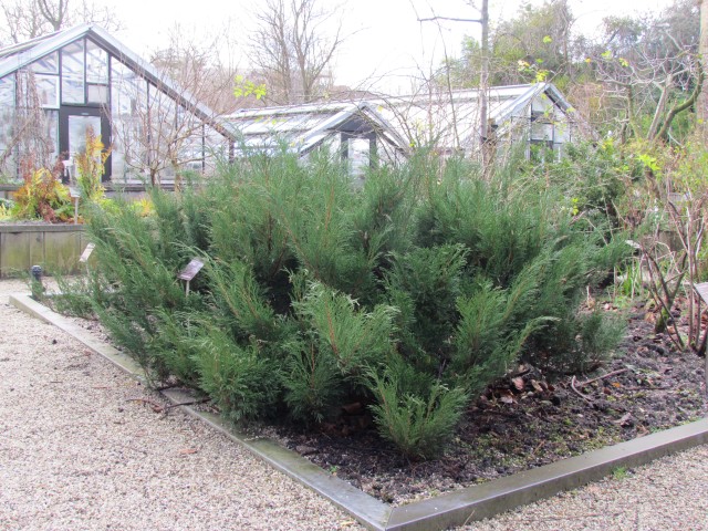 Juniperus sabina AMSJuniperusSabina2.JPG