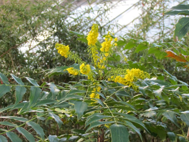 Mahonia bealei AMSMahoniaBealeiFlowerDetail.JPG