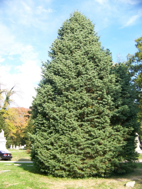 Abies concolor Abies.concolor(1).JPG