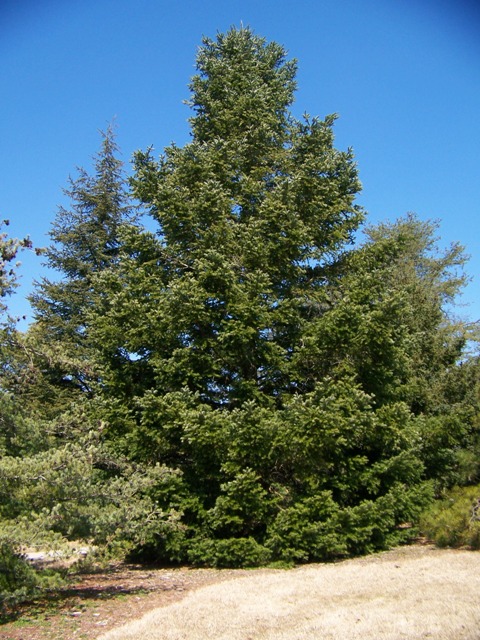 Abies holophylla Abies.holophylla.JPG