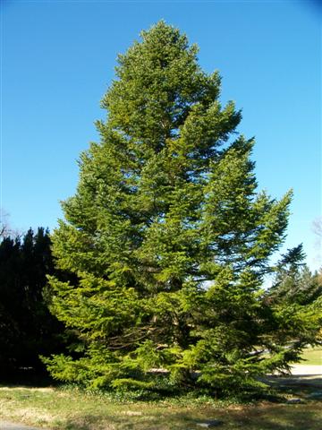 Picture of Abies holophylla  Manchurian Fir or Needle Fir