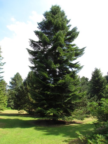 Abies alba AbiesAlbaFullCUBG1.JPG