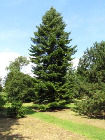 Abies alba AbiesAlbaFullCUBG2.JPG