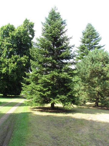 Abies nordmanniana AbiesNordmaniaSpachFullCUBG.JPG