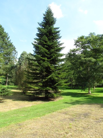 Abies spectabilis AbiesSpectabilisFullCUBG1.JPG