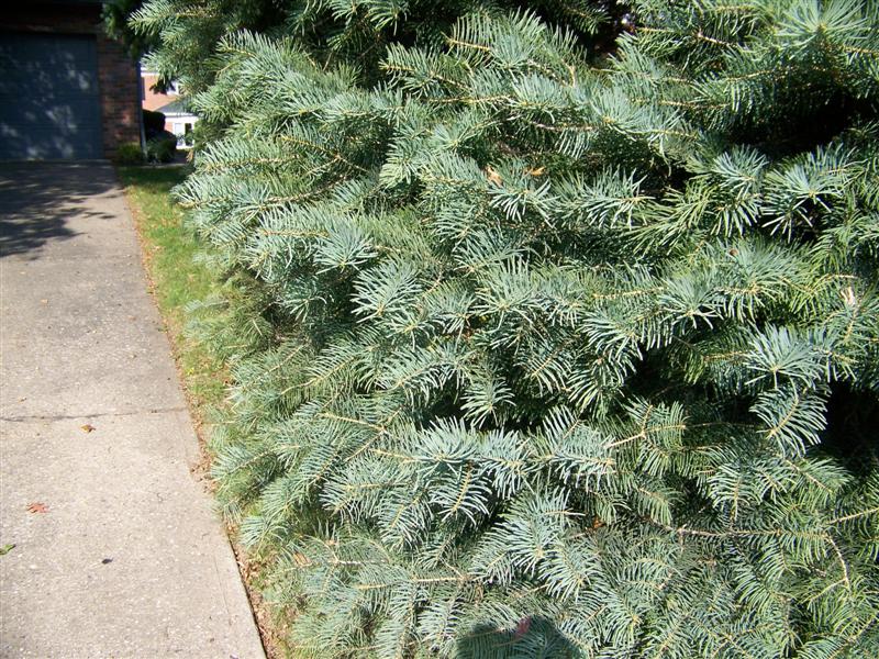 Abies concolor Abies_concolor_2(Medium).JPG