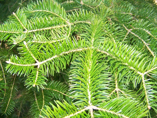 Abies holophylla Abieshollophyllafoliage.JPG