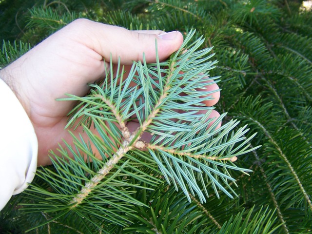 Abies holophylla Abieshollophyllafoliage1.JPG