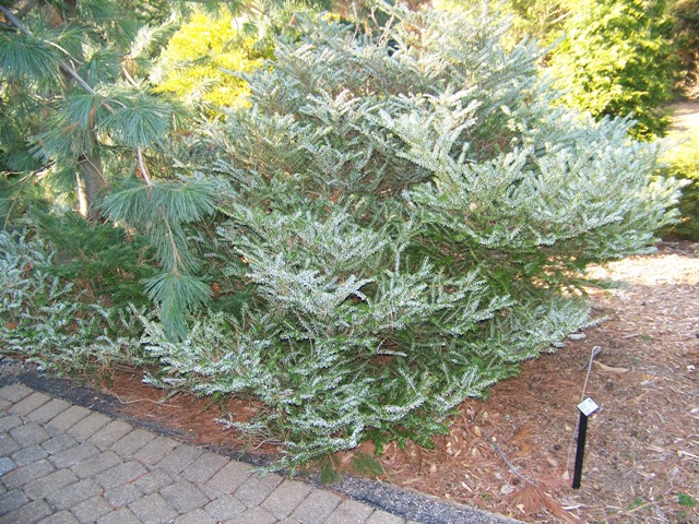 Abies koreana AbieskoreanaHortssilberRowe.JPG