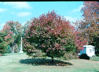 Picture of Acer ginnala  Amur Maple