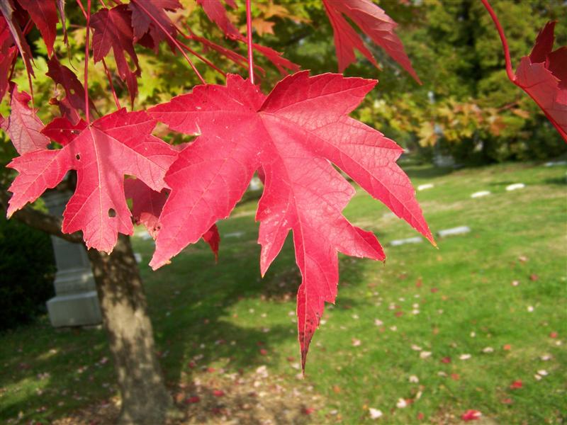 Picture of Acer x freemanii 'Autumn Blaze' Autumn Blaze Maple