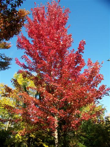 Picture of Acer x freemanii 'Autumn Blaze' Autumn Blaze Maple