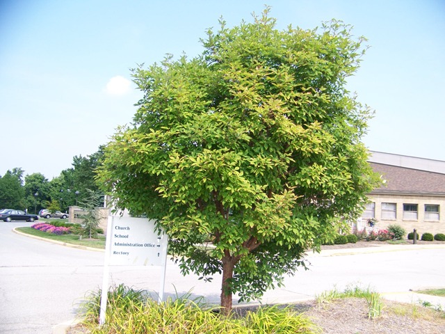 Picture of Acer%20griseum%20x%20nikoense%20%20Girard's%20Hybrid%20Maple