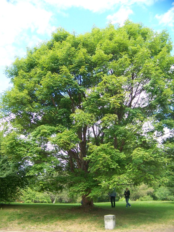 Picture of Acer griseum x nikoense  Girard's Hybrid Maple