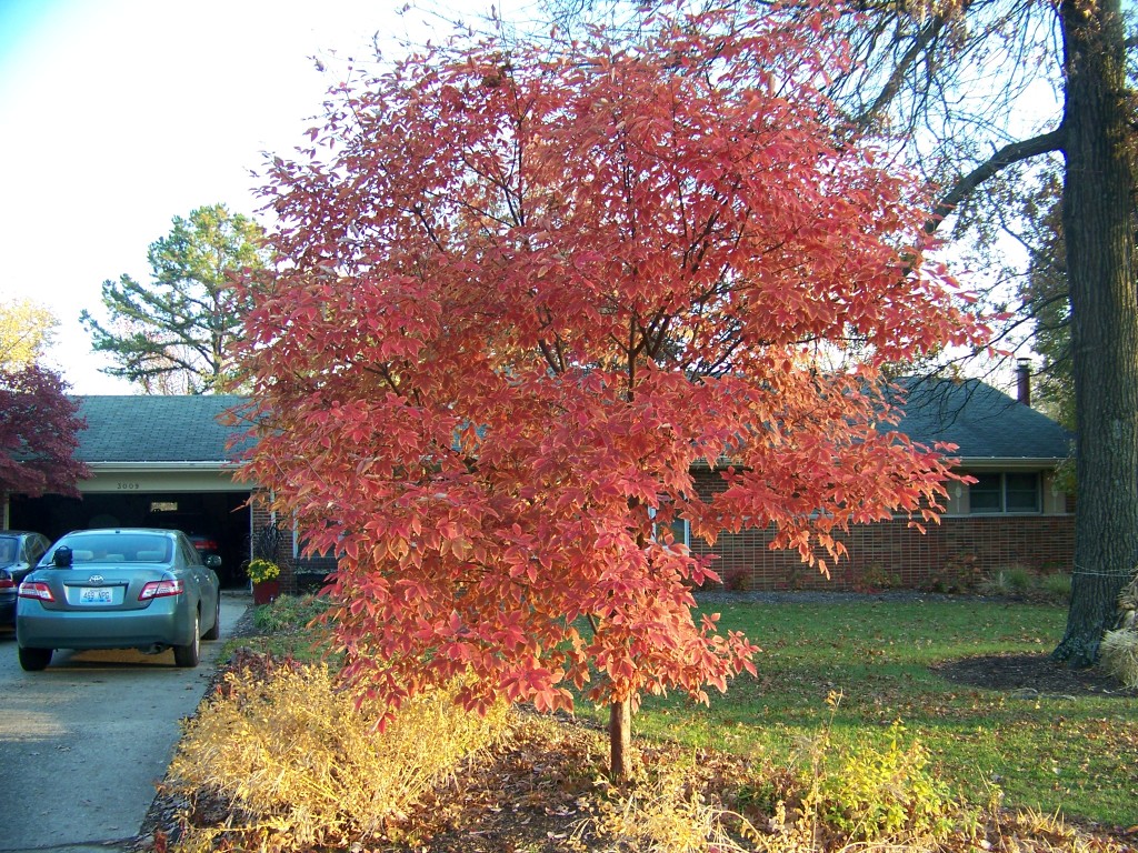 Picture of Acer%20griseum%20x%20nikoense%20%20Girard's%20Hybrid%20Maple