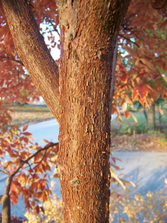 Picture of Acer griseum x nikoense  Girard's Hybrid Maple