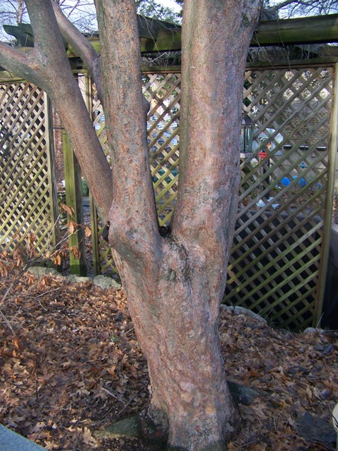 Acer griseum x nikoense Acer.girards3.JPG