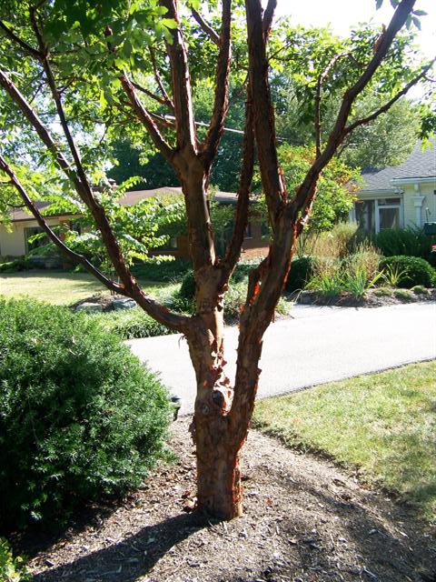 Acer griseum Acer.griseum.bark.JPG