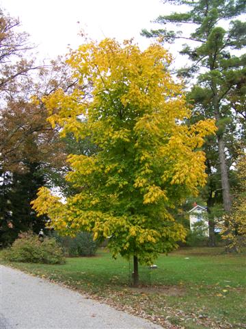 Picture of Acer nigrum  Black Maple