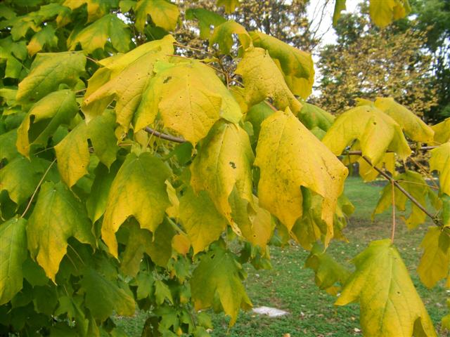 Picture of Acer nigrum  Black Maple