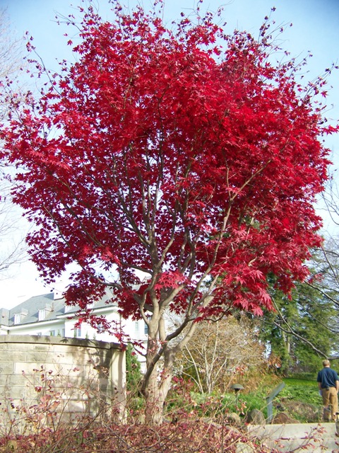 Picture of Acer palmatum 'Bloodgood' Bloodgood Japanese Maple