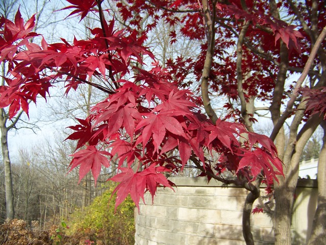 Picture of Acer%20palmatum%20'Bloodgood'%20Bloodgood%20Japanese%20Maple