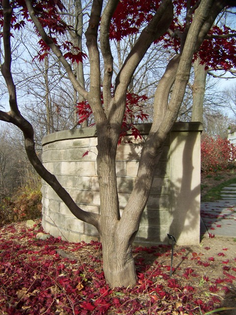 Picture of Acer palmatum 'Bloodgood' Bloodgood Japanese Maple