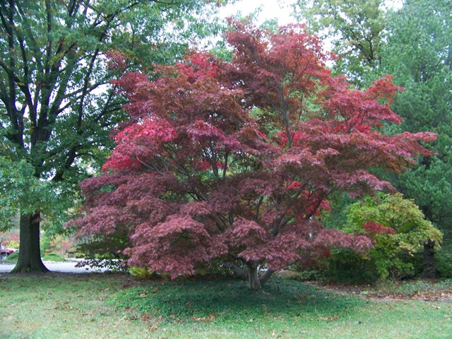 Picture of Acer palmatum 'Burgundy Lace' Burgundy Lace Japanese Maple