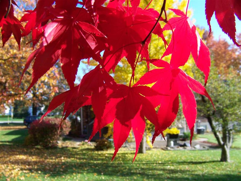 Picture of Acer palmatum 'Burgundy Lace' Burgundy Lace Japanese Maple