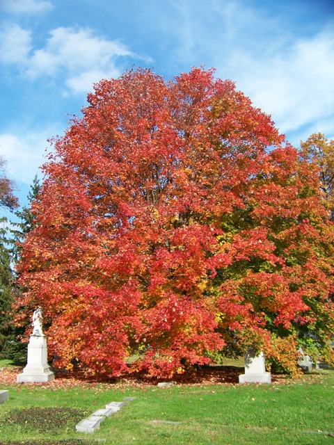 Acer saccharum Acer.saccharum.Bonfire.fc.JPG