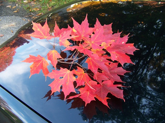 Acer saccharum Acer.saccharum.Bonfire.leaves.in.fall.JPG