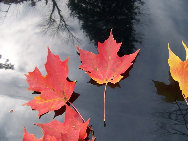 Acer saccharum Acer.saccharum.Wright.Brothers.foliage.fc.JPG